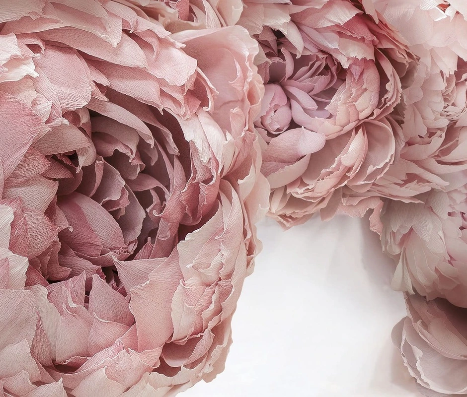 Фотообои на стену - цветы, пионы, розовая, картины