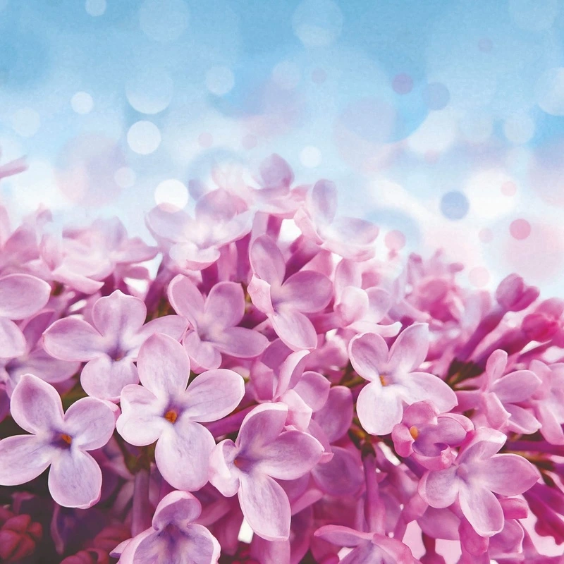 Фотообои на стену - цветы, сирень, розовая, голубая, сиреневая