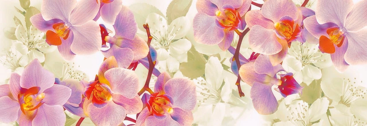 Фотообои на стену - цветы, орхидеи, яркие, белые, рыжие