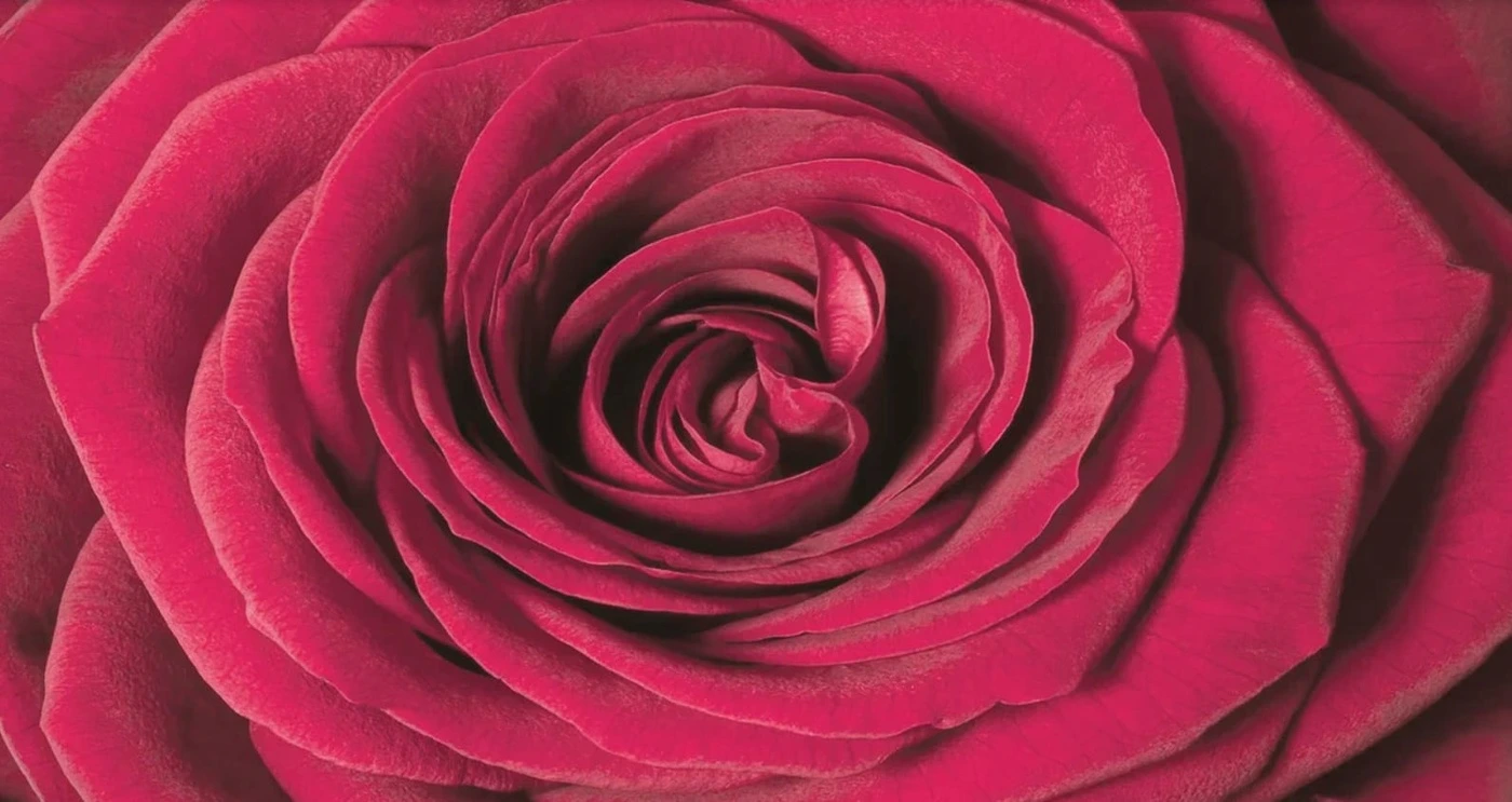 Фотообои на стену - цветы, роза, цвета фуксия, горизонтальные