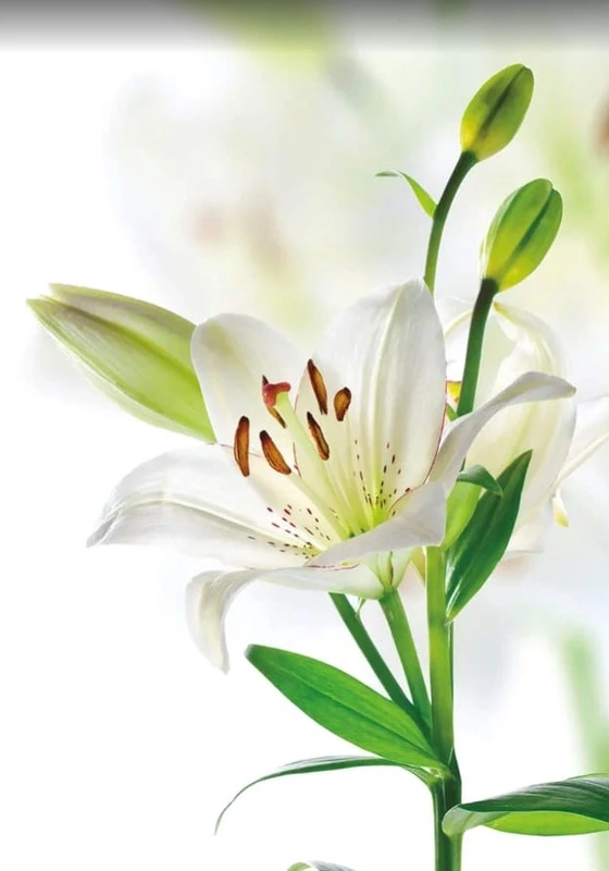 Фотообои на стену - цветы, лилия, белые