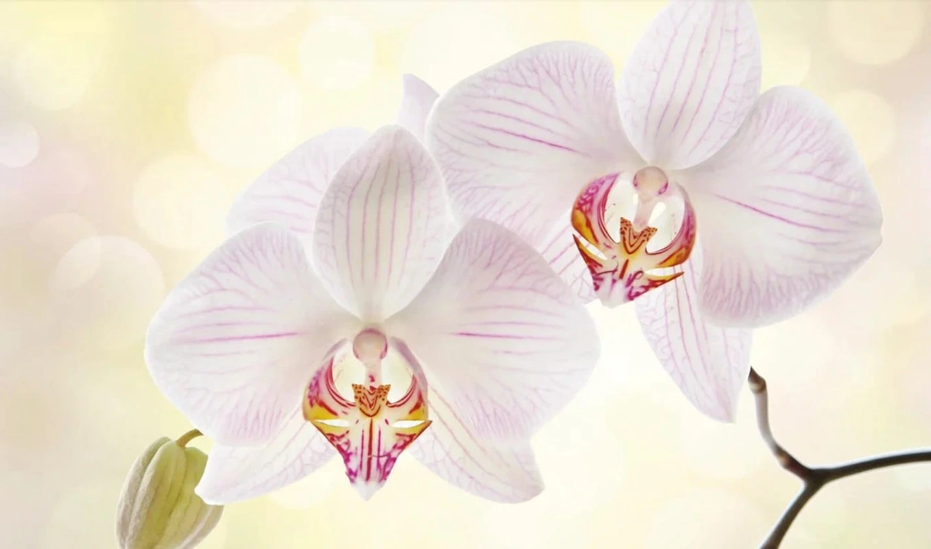 Фотообои на стену - цветы, орхидеи, белые, на светло желтом фоне