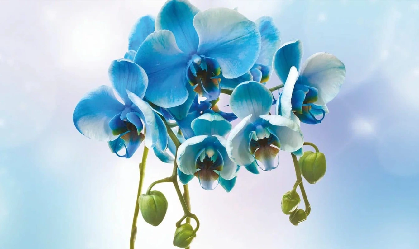 Фотообои на стену - цветы, орхидеи, голубые, синие, на голубом фоне