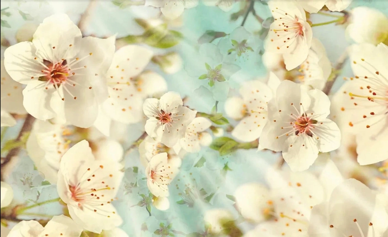 Фотообои на стену - цветы, цветы яблони, белые, на голубом фоне