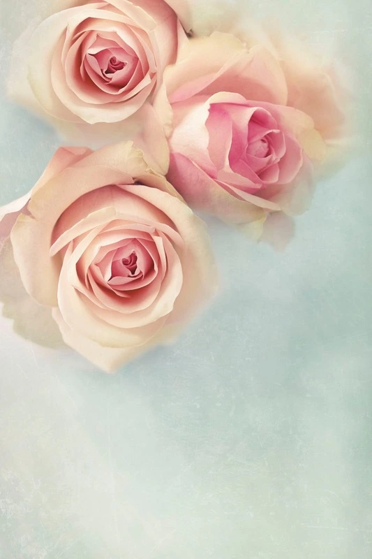 Фотообои на стену - цветы, розы, абрикосовая, голубая, на голубом фоне