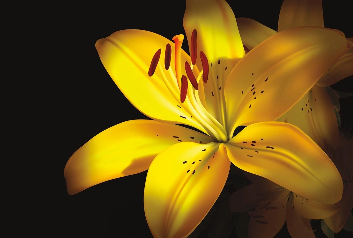 Фотообои на стену - цветы, лилия, желтая, на черном фоне