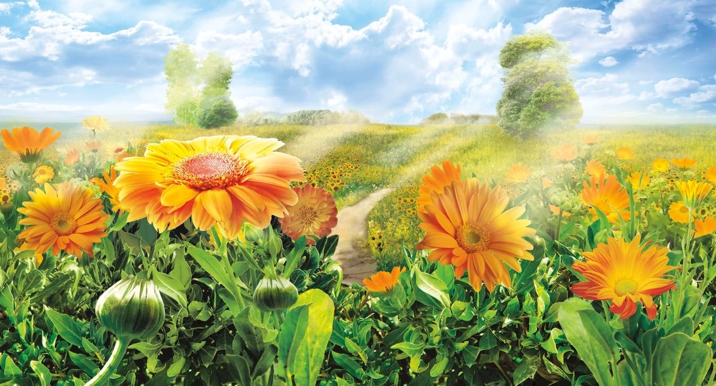 Фотообои на стену - цветы, ноготки, календула, оранжевые