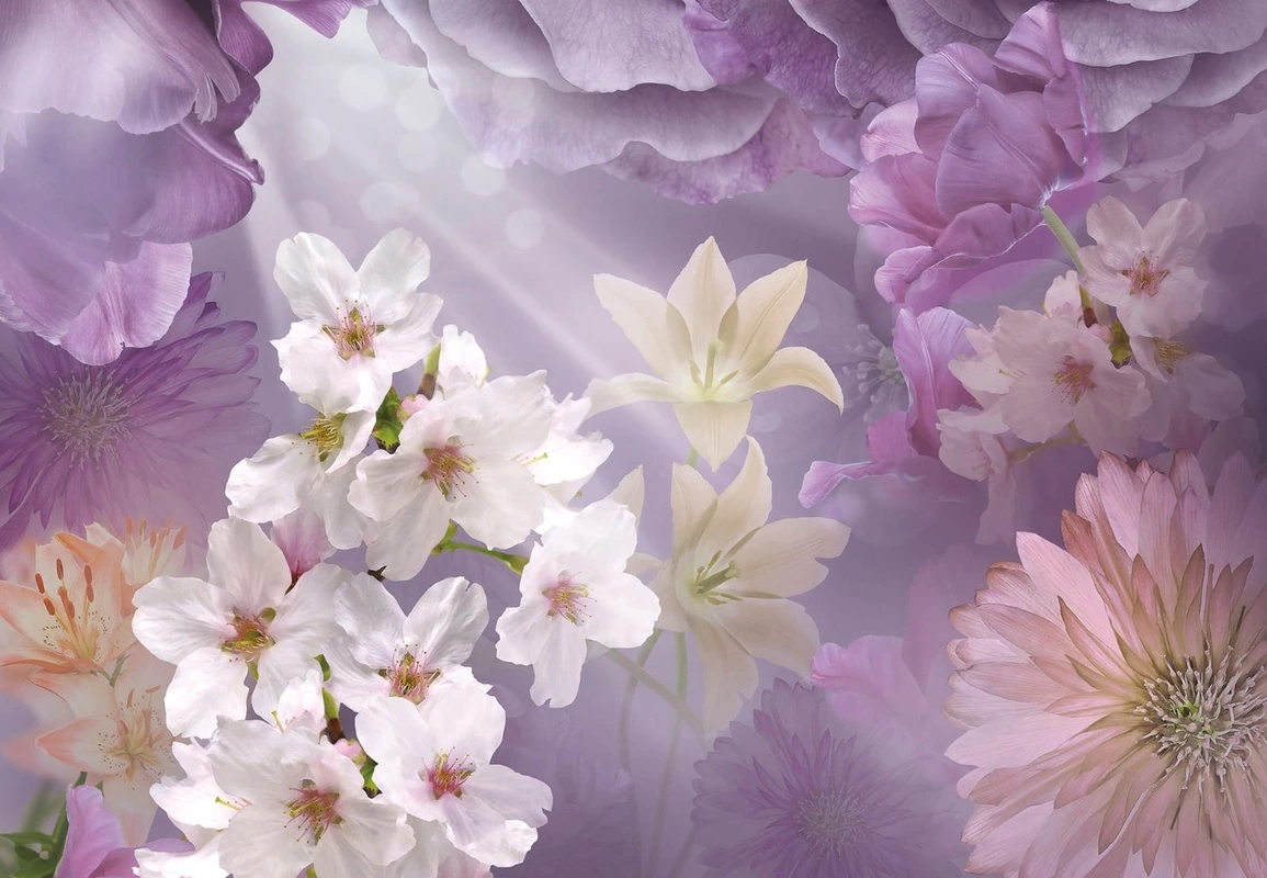 Фотообои на стену - цветы, белые, сиреневая, фиолетовая