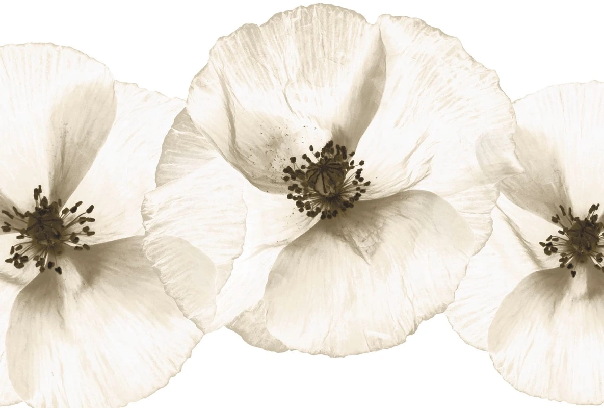 Фотообои на стену - цветы, бежевые, белые