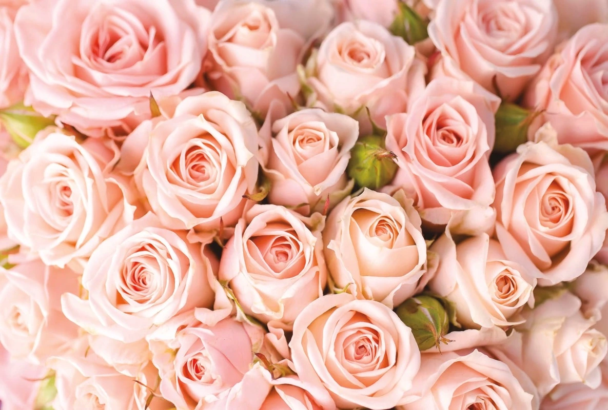 Фотообои на стену - цветы, розы, розовые розы, много роз