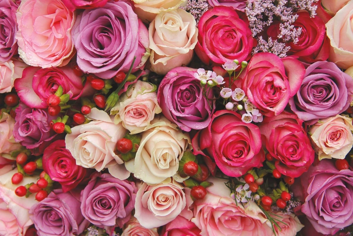 Фотообои на стену - цветы, розы, разноцветные, много роз