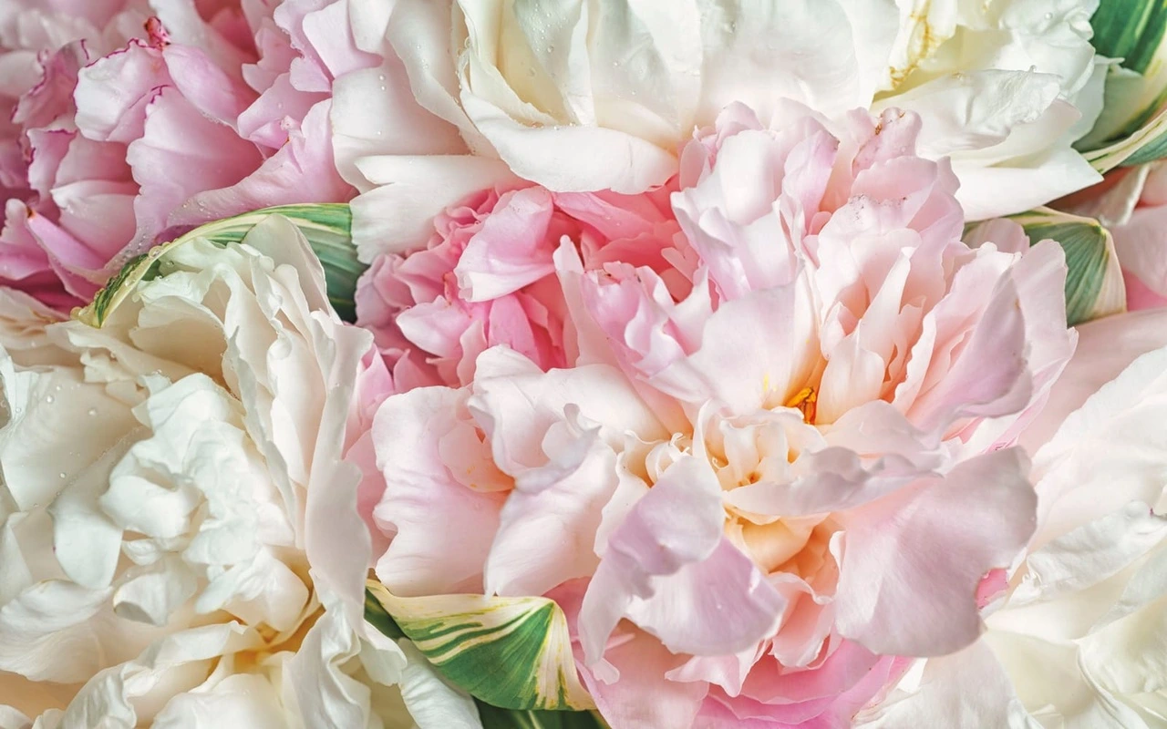 Фотообои на стену - цветы, пионы, фото пионов, светлые, нежно розовая