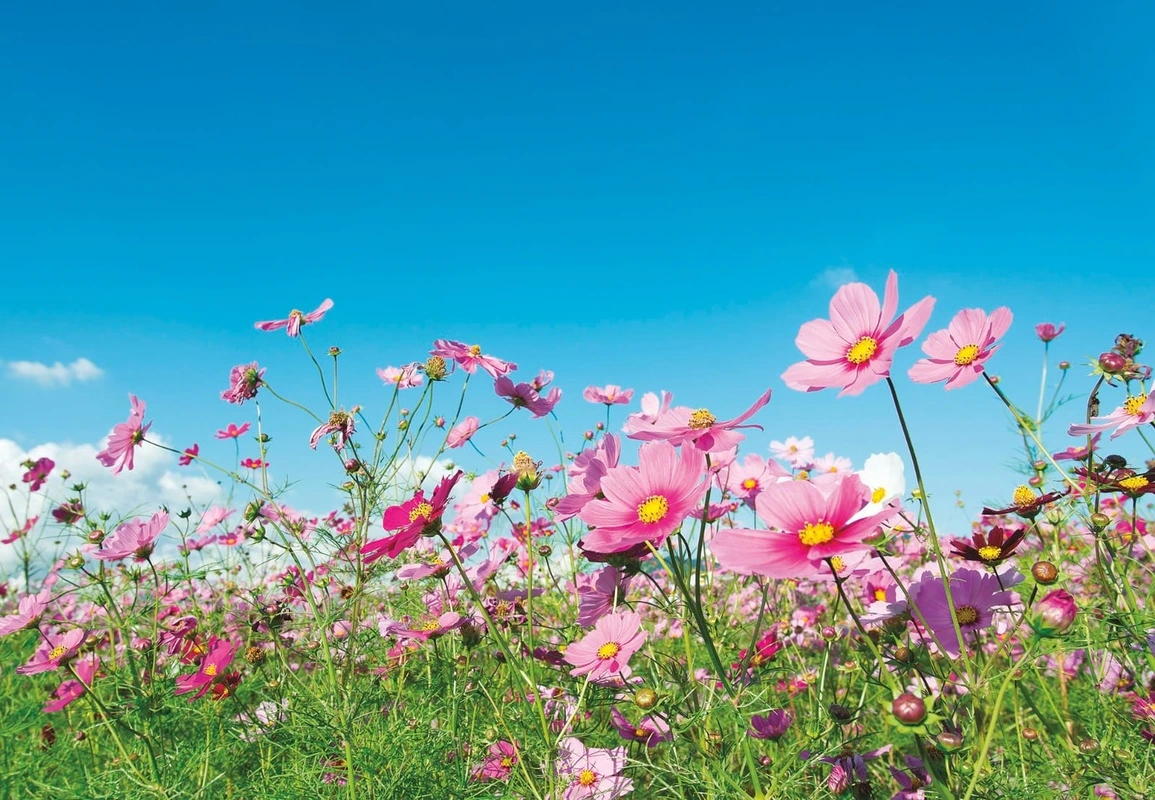 Фотообои на стену - цветы, поле цветов, полевые цветы, розовая, голубое небо