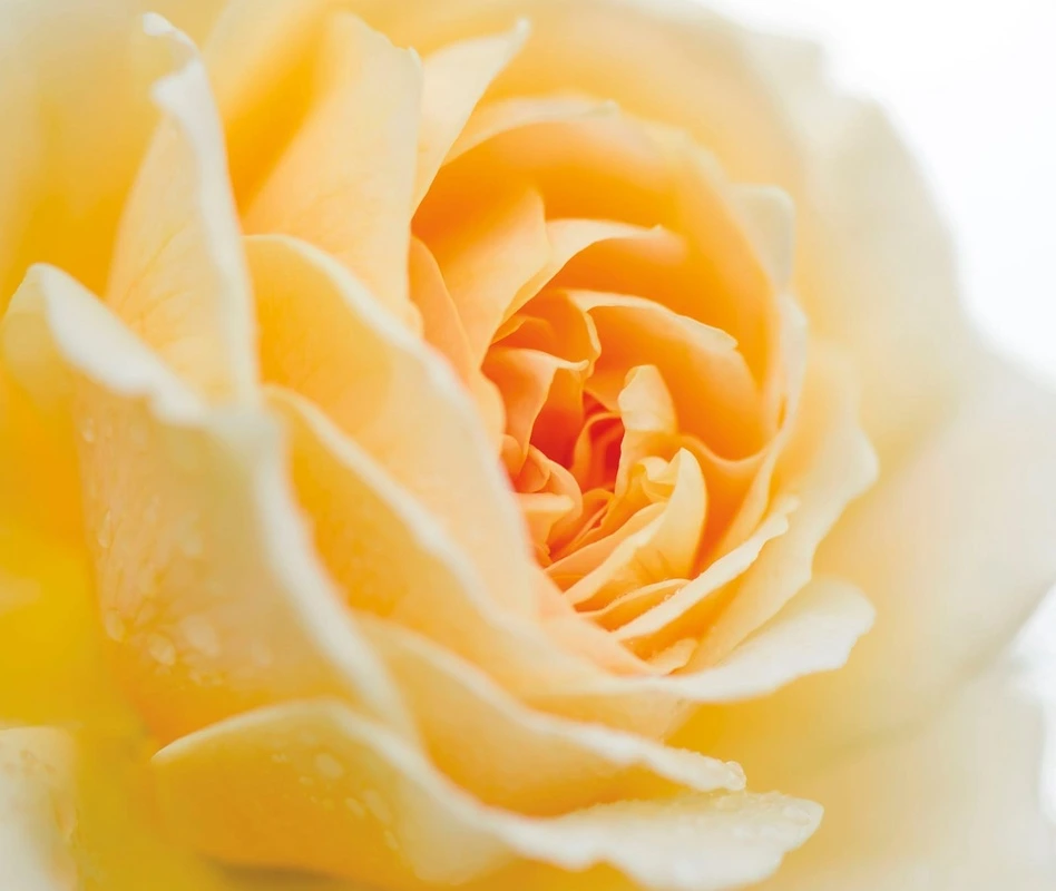 Фотообои на стену - цветы, роза, желтая, крупная, чайная, на белом фоне, красивые