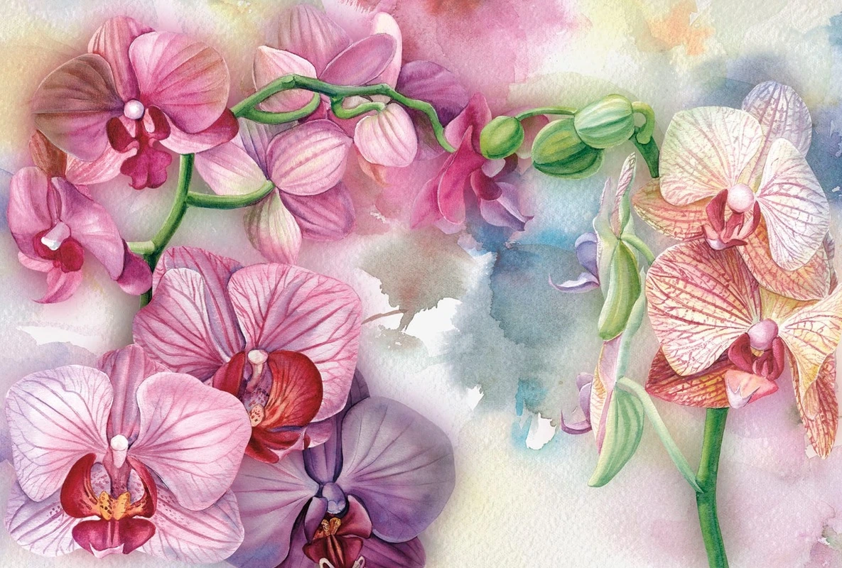 Фотообои на стену - цветы, орхидеи, живопись, картины, розовые