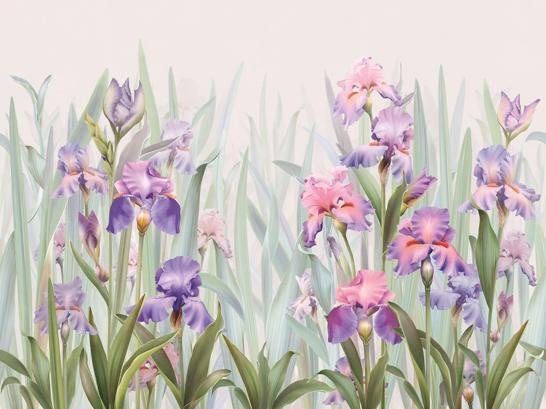 Фотообои на стену - цветы, ирисы, сиреневая, фиолетовая