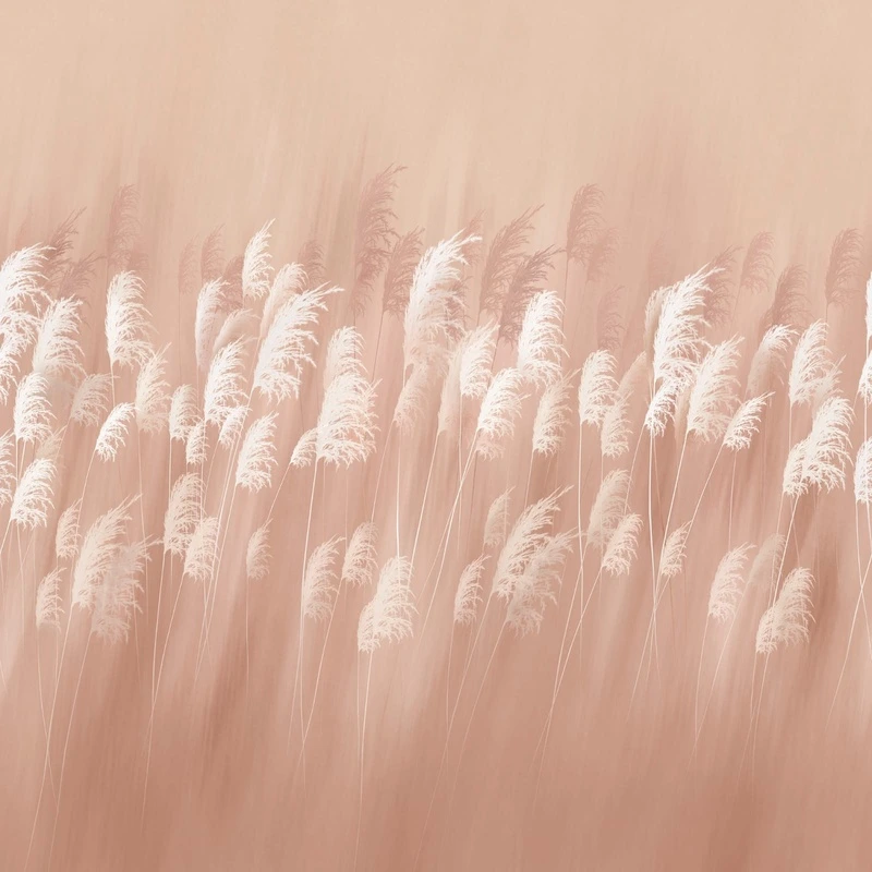 Фотообои на стену - цветы, бежевые, поле, колосья