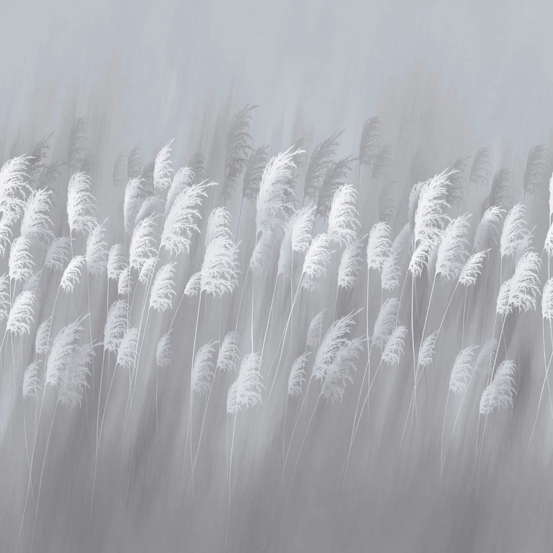 Фотообои на стену - цветы, серая, поле, колосья