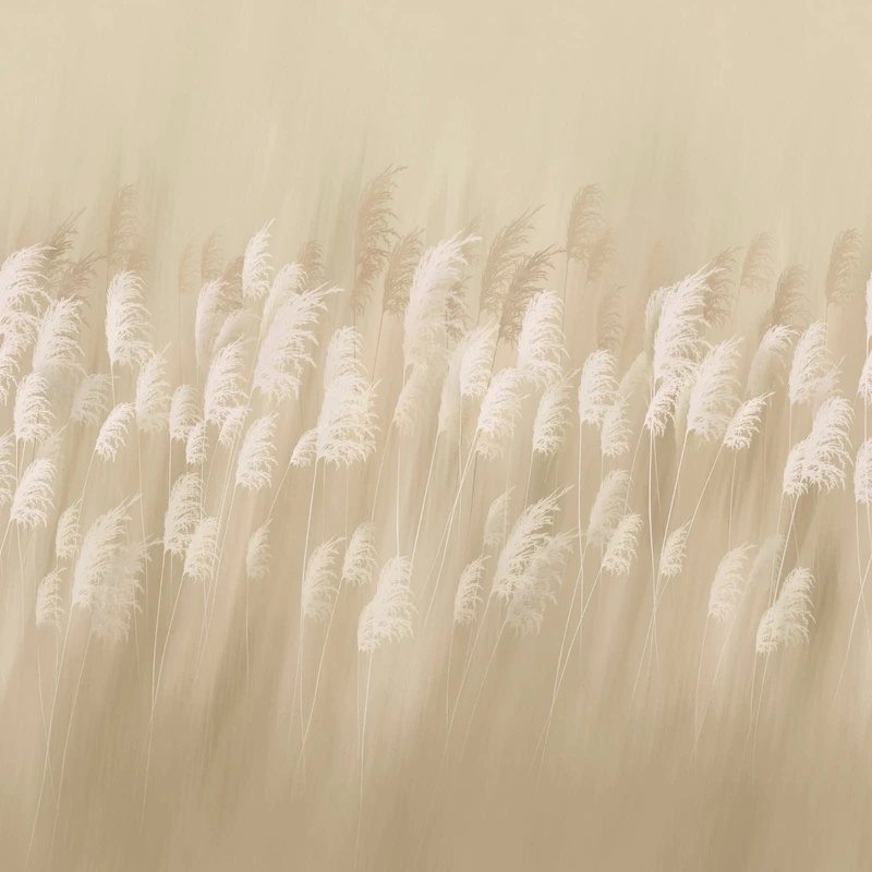 Фотообои на стену - цветы, светло бежевая, колосья, поле