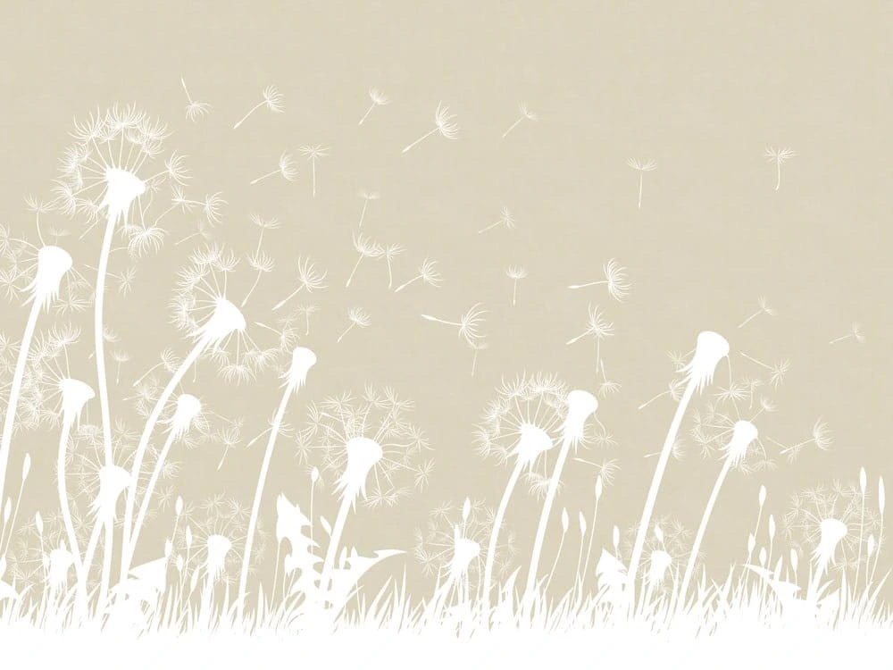 Фотообои на стену - цветы, графика,  одуванчики, бежевые, белые