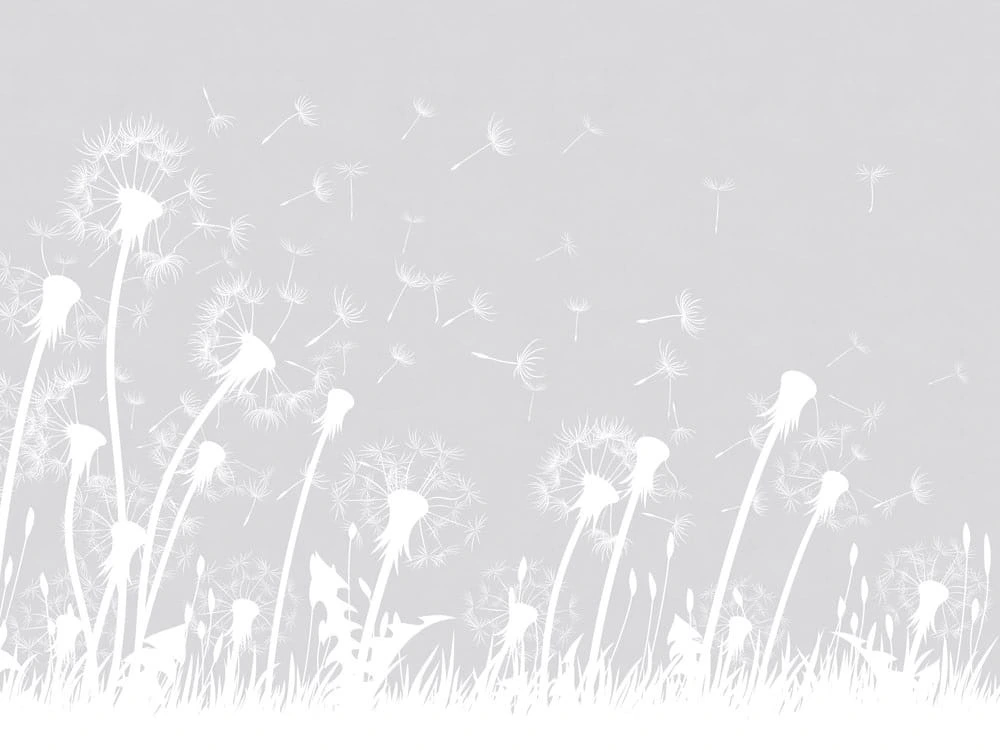 Фотообои на стену - цветы, графика, одуванчики, светло серая