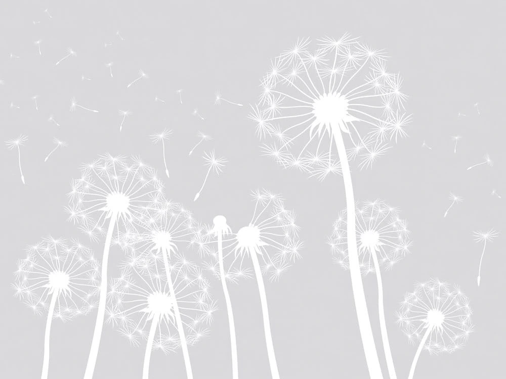 Фотообои на стену - цветы, графика, одуванчики, белые, светло серая, крупные