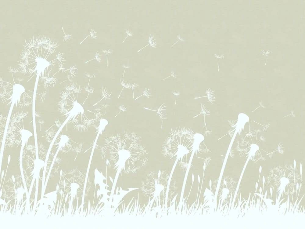 Фотообои и фрески на стену - графика, цветы, одуванчики, белые, серо-зеленая