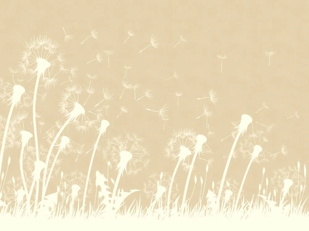 Фотообои и фрески на стену - графика, цветы, одуванчики, белые, желто-коричневая