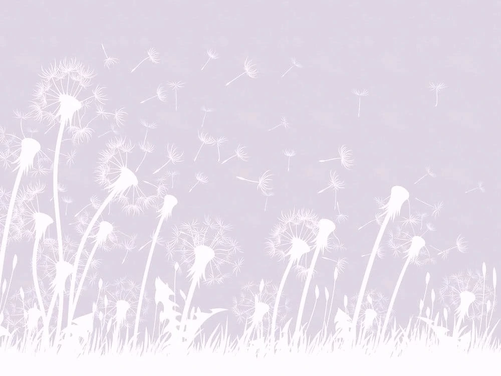 Фотообои на стену - графика, цветы, одуванчики, серо-сиреневая, белые