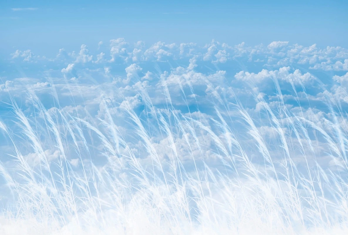 Фотообои на стену - пейзаж, поле, облака, колосья, белые, голубая, релакс