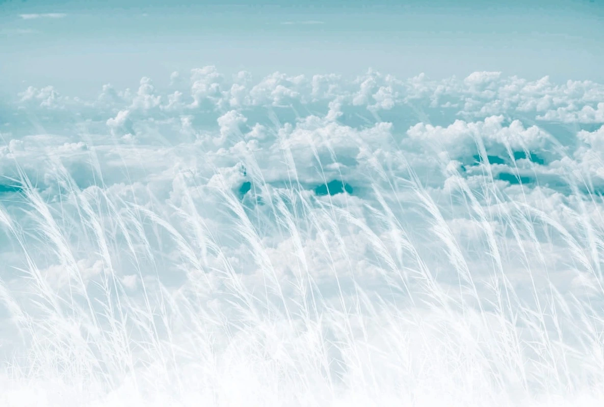 Фотообои на стену - пейзаж, поле, облака, колосья, белые, бирюзовая, светлая