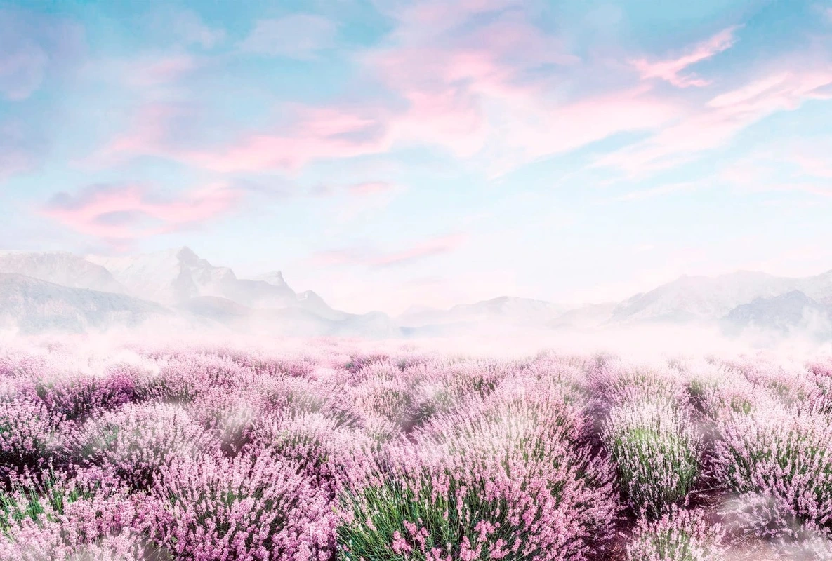 Фотообои на стену - пейзаж, релакс, лавандовое поле, голубое небо, синий, сиреневая