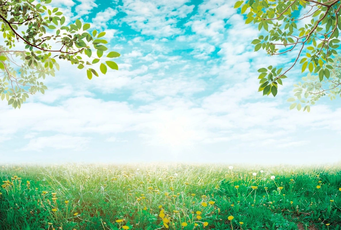 Фотообои на стену - пейзаж, голубое небо, ветки дерева, зеленая поляна, поле одуванчиков