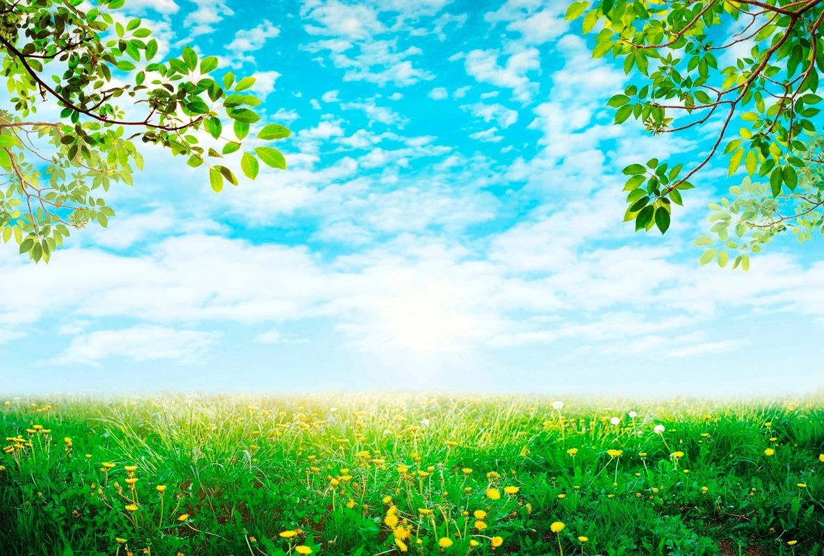 Фотообои на стену - пейзаж, голубое небо, ветки дерева, яркие, поле одуванчиков, зеленая трава