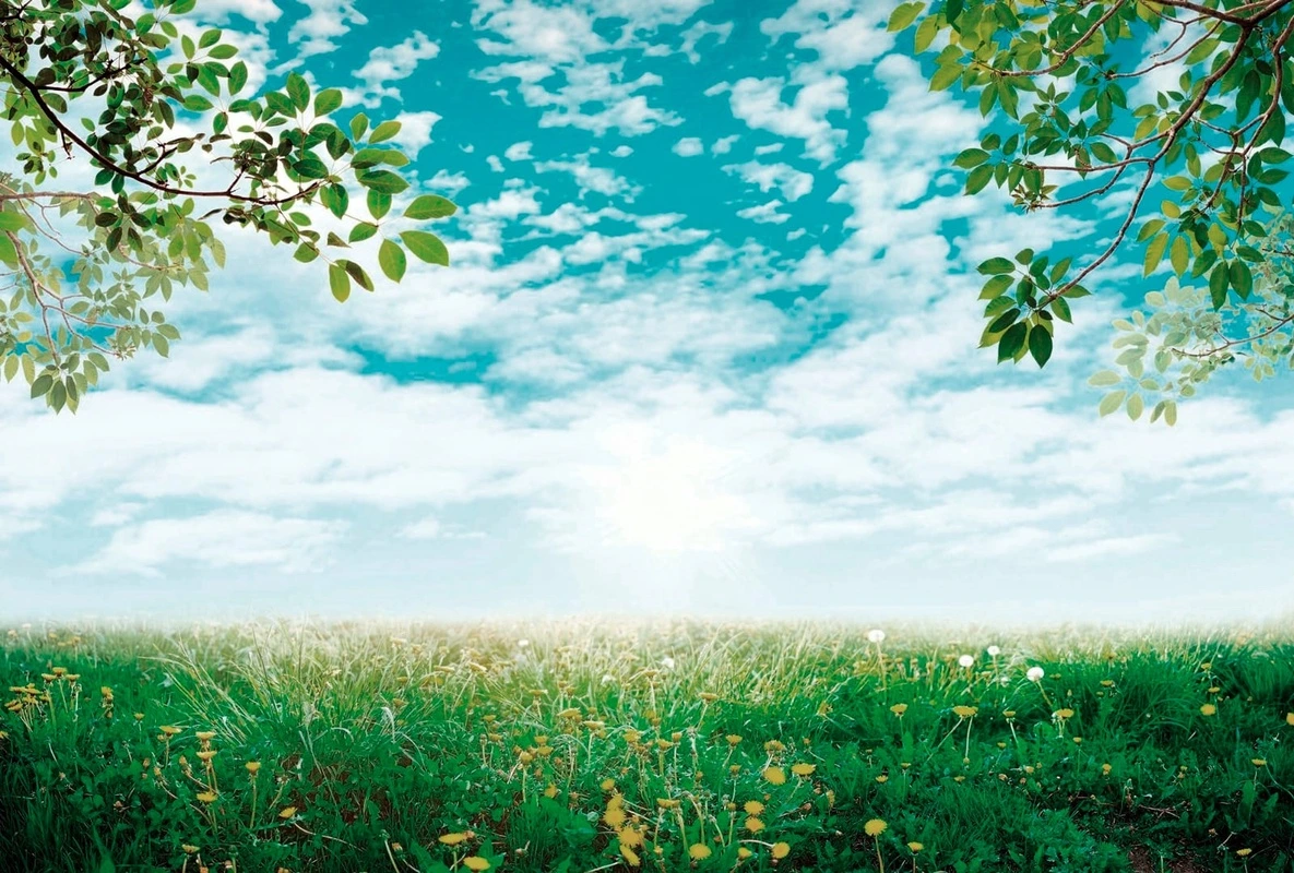 Фотообои на стену - пейзаж, бирюзовая, яркие, зеленое поле, ветки, небо с облаками