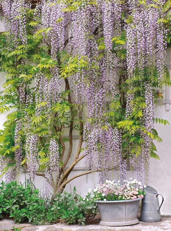 Фотообои и фрески на стену - улочки, европейские, дерево, глициния, сиреневая