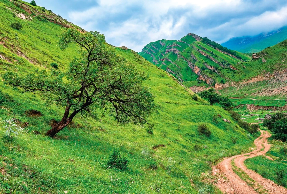 Фотообои и фрески на стену - пейзаж, горы, зеленая, дерево