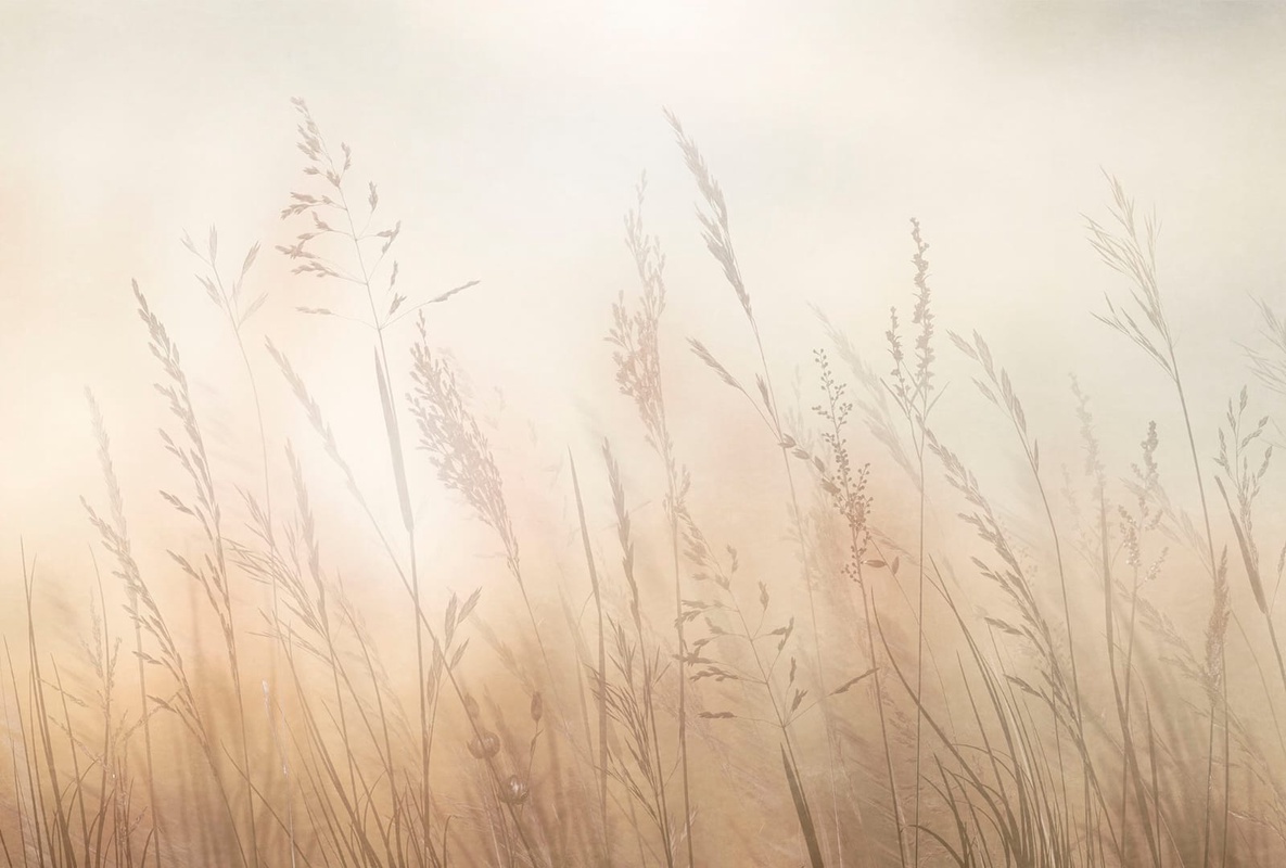 Фотообои и фрески на стену - современные, колосья, песочные