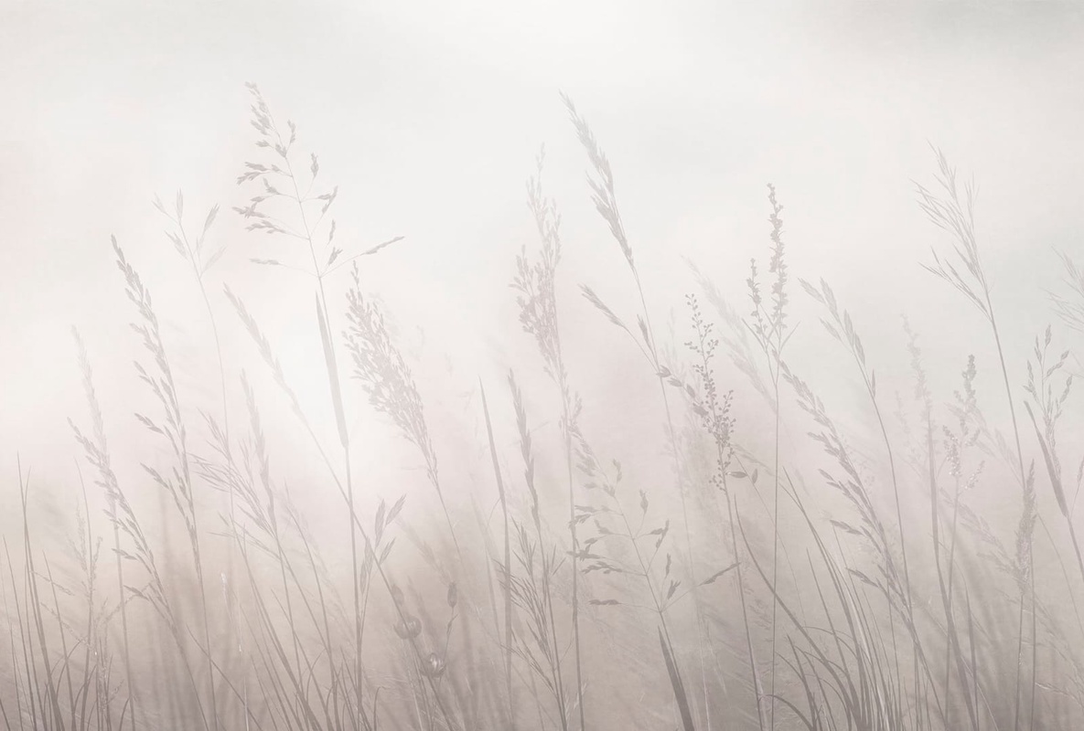 Фотообои на стену - современные, колосья, бежевые