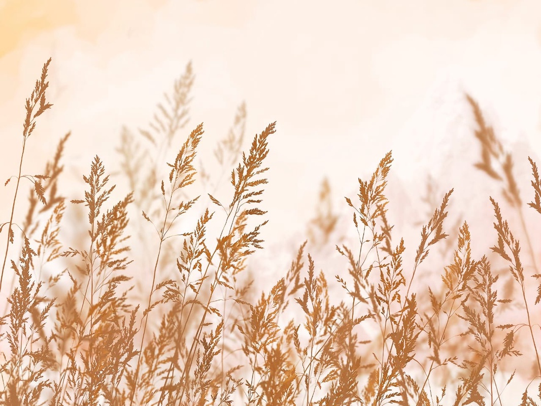 Фотообои и фрески на стену - современные, колосья, коричневые