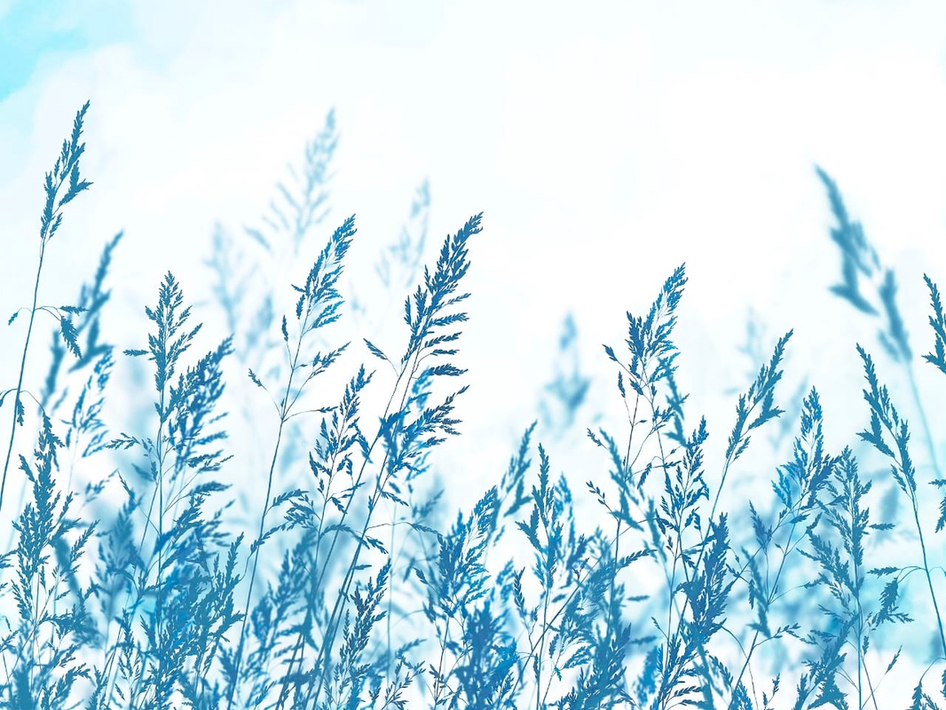 Фотообои и фрески на стену - современные, колосья, синие