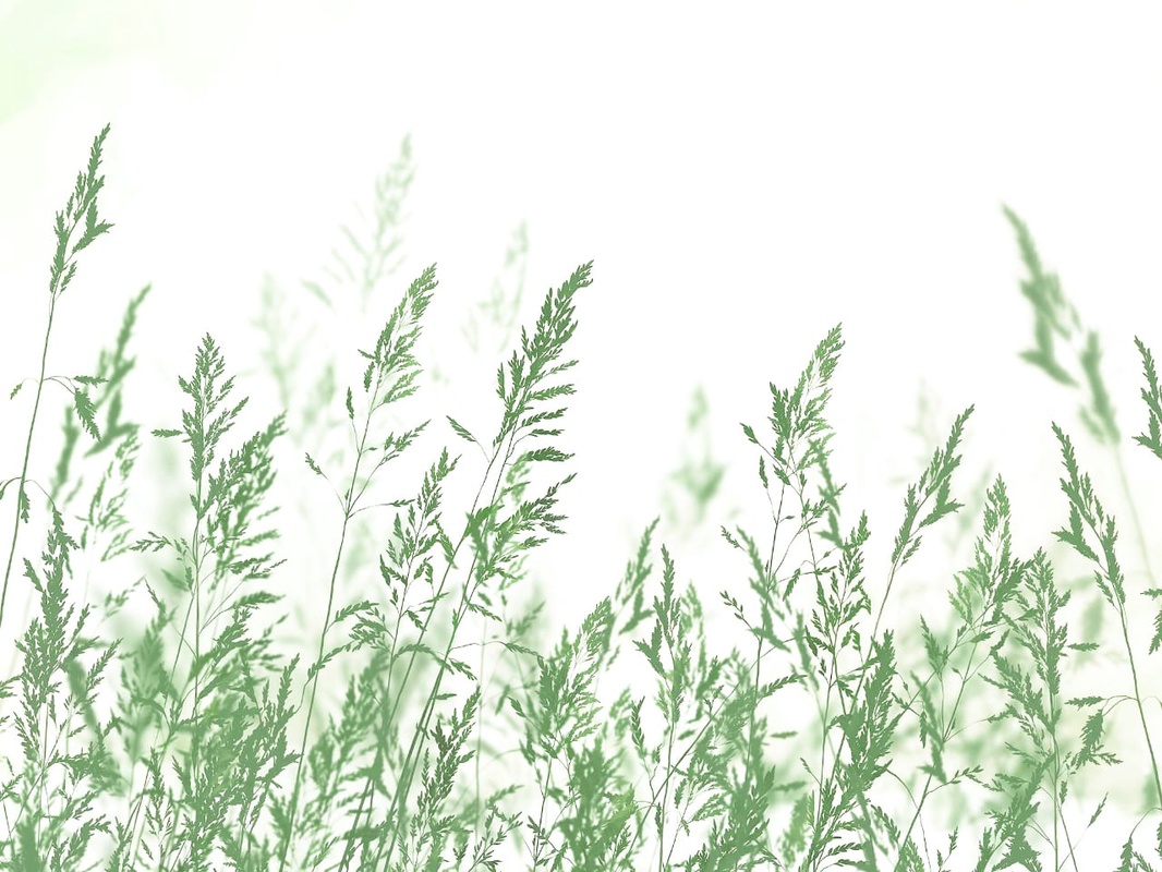 Фотообои и фрески на стену - современные, колосья, зеленые