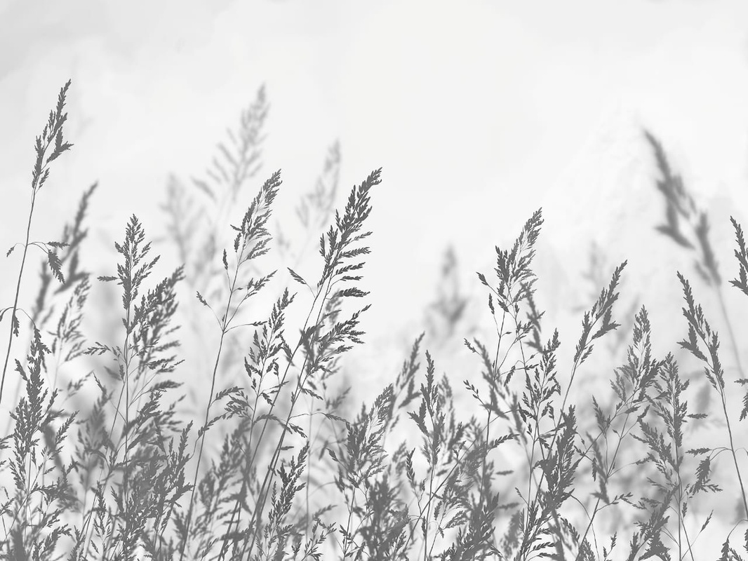 Фотообои и фрески на стену - современные, колосья, серые