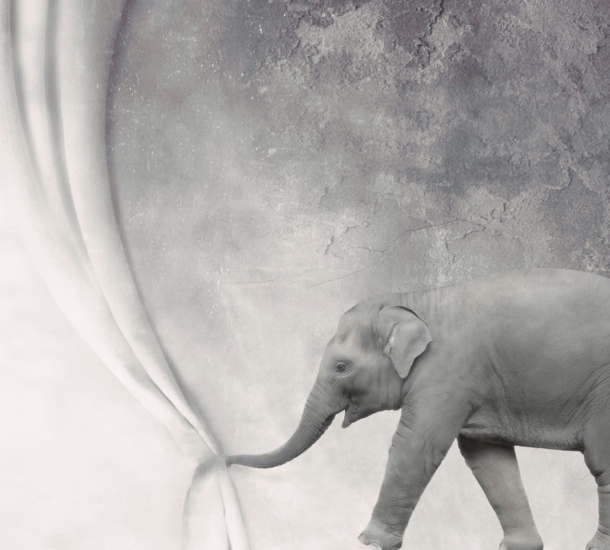 Фотообои и фрески на стену - в цирк, слон, занавес, серые, для детского театра, для цирка