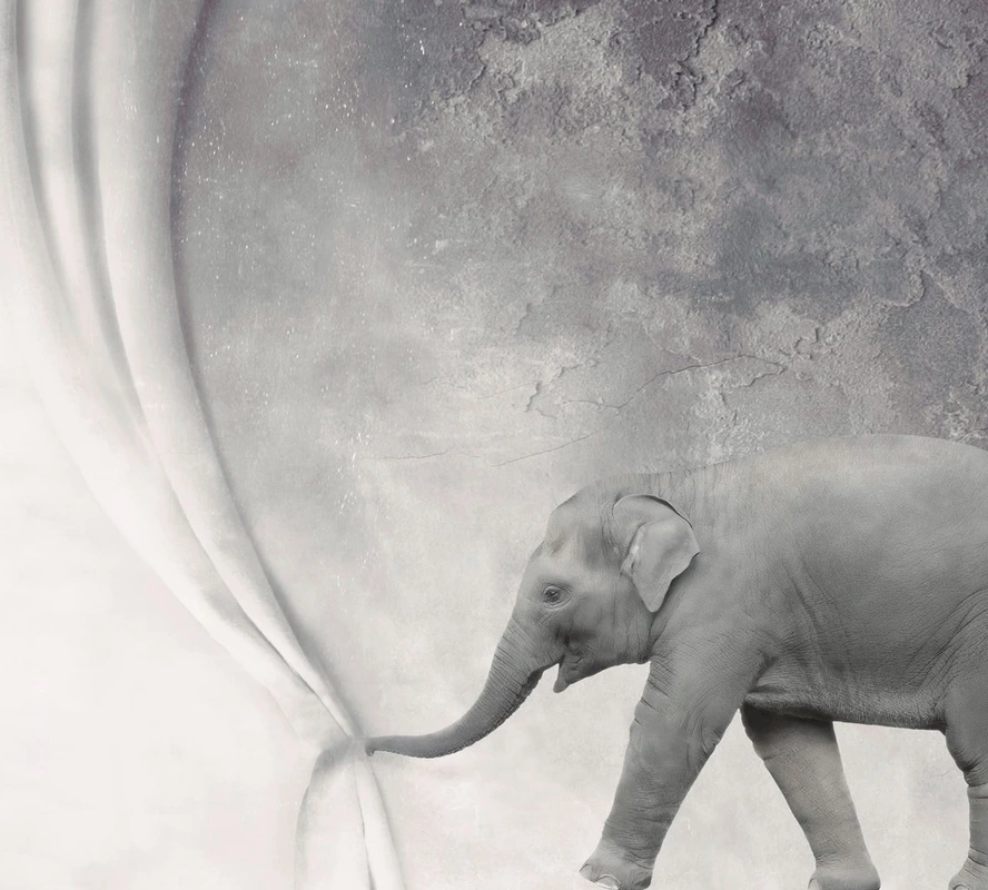 Фотообои и фрески на стену - в цирк, слон, занавес, серые, для детского театра, для цирка