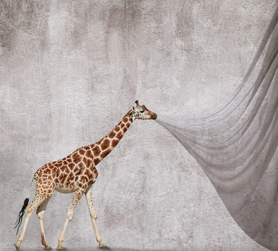 Фотообои и фрески на стену - в цирк, жираф, занавес, для детского театра, серые