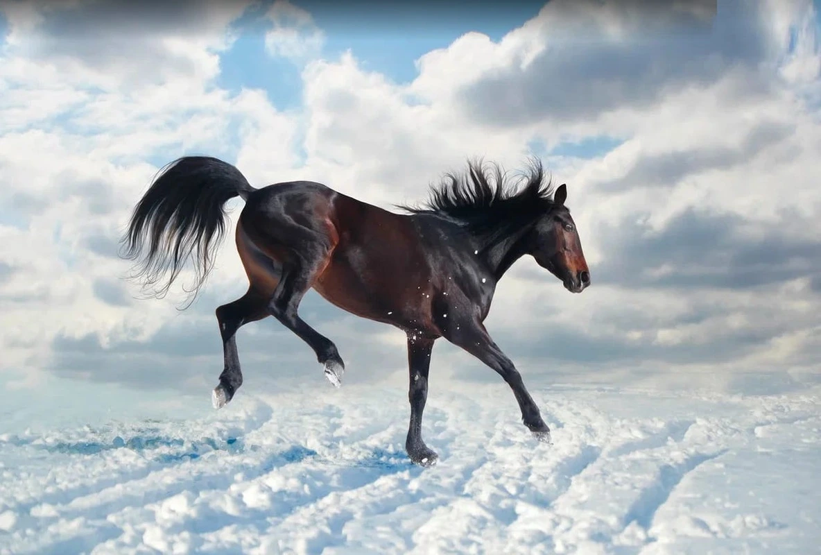 Фотообои и фрески на стену - в офис, лошадь, гнедая, на снегу