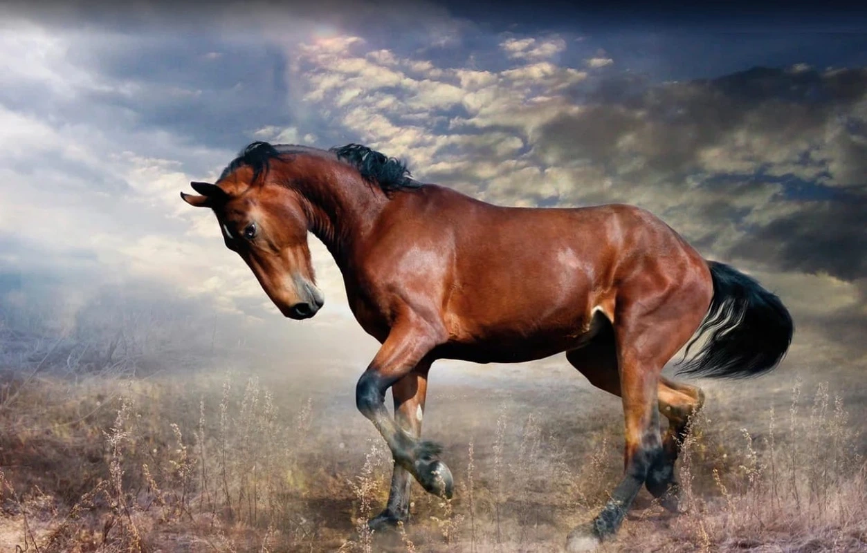 Фотообои и фрески на стену - в офис, лошадь, гнедая, степь