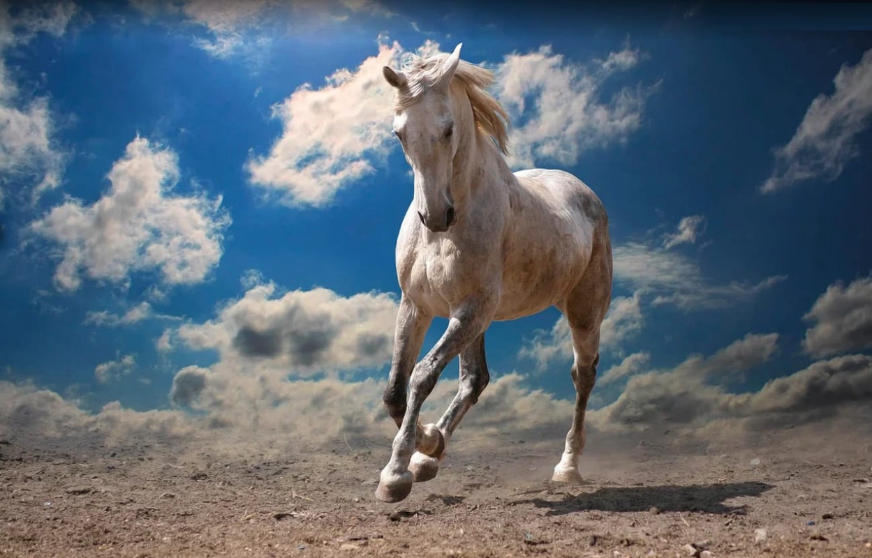 Фотообои и фрески на стену - в офис, лошадь, серая, бег