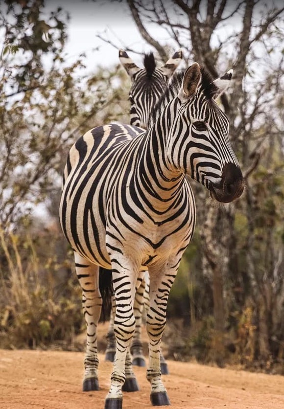 Фотообои и фрески на стену - в зоопарк, зебра